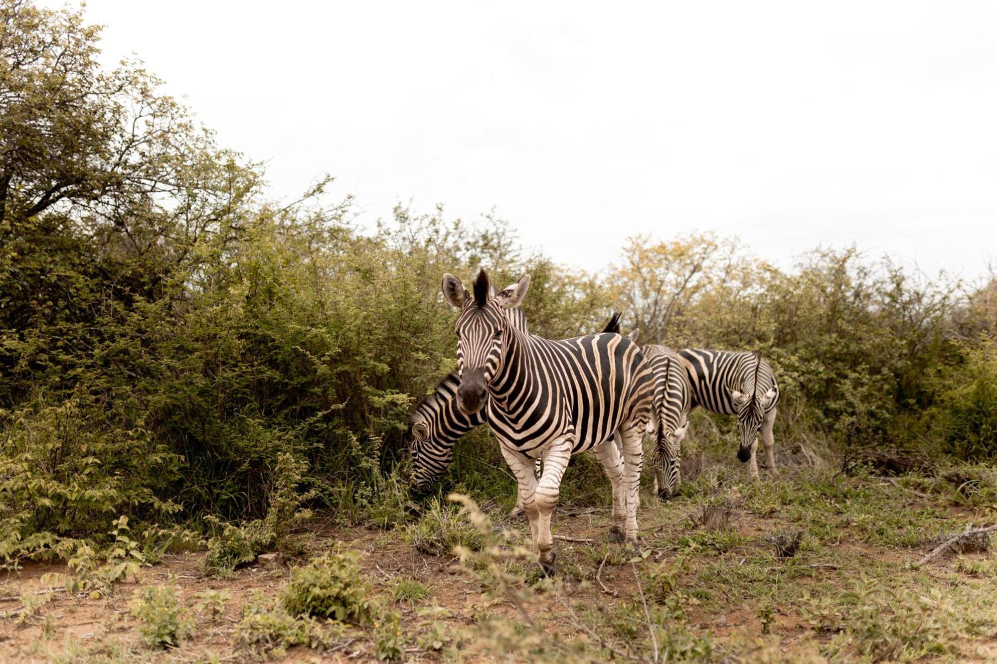 Little Kubu Lodge Hoedspruit Exteriér fotografie