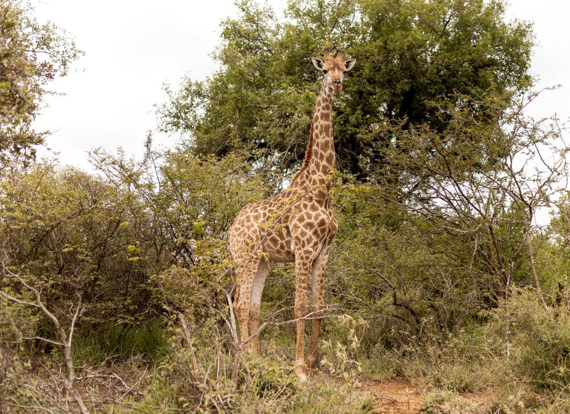 Little Kubu Lodge Hoedspruit Exteriér fotografie
